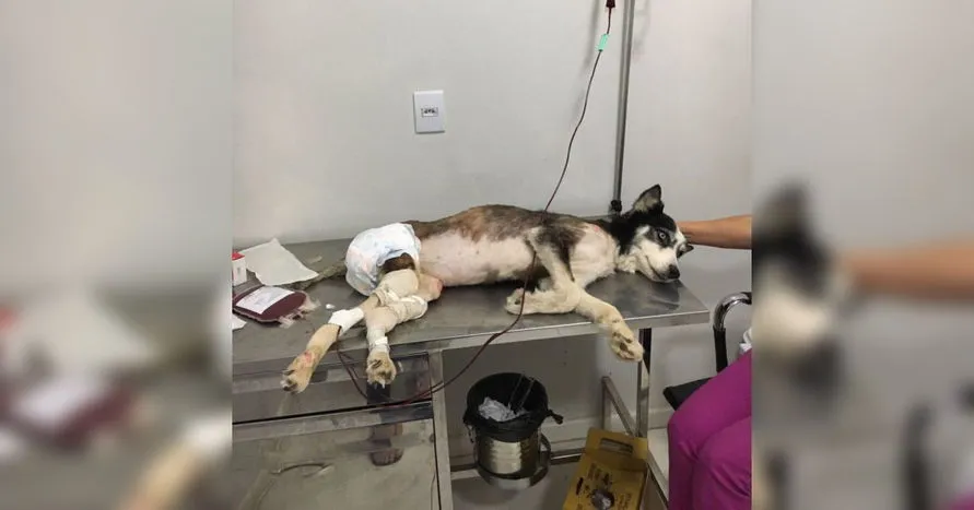 Cadela forçada a procriar em ‘fábrica de filhotes’ é resgata