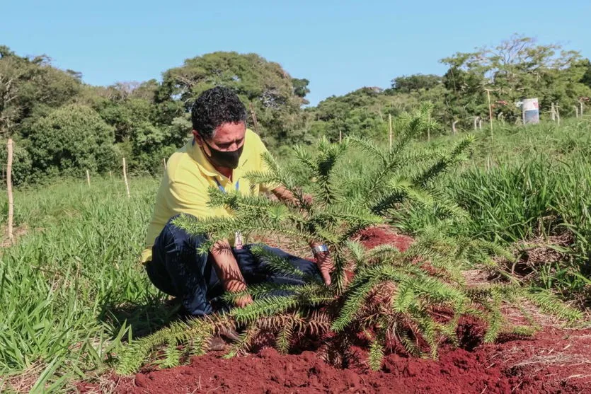 Plantio de mudas nativas integra área de mata do Parque da Raposa