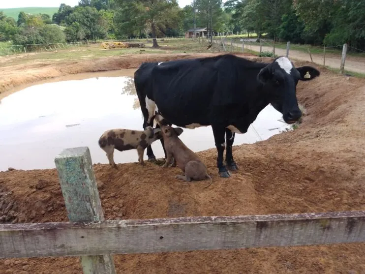 Vaca 'adota' e amamenta porquinhos em chácara do Paraná