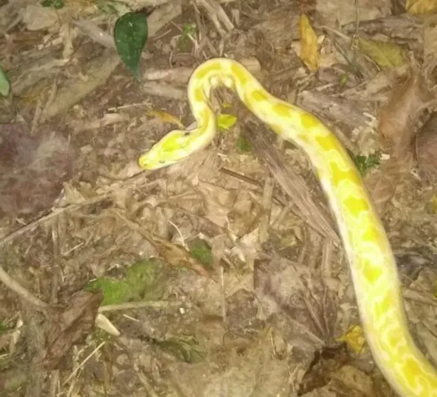Uma cobra píton filhote foi encontrada em Santos, no litoral de São Paulo