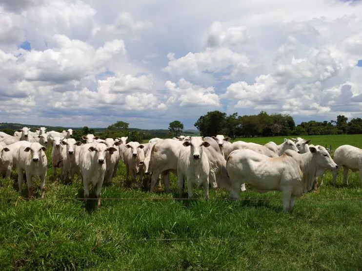 Em média, uma cabeça de gado Nelore está valendo R $4 mil