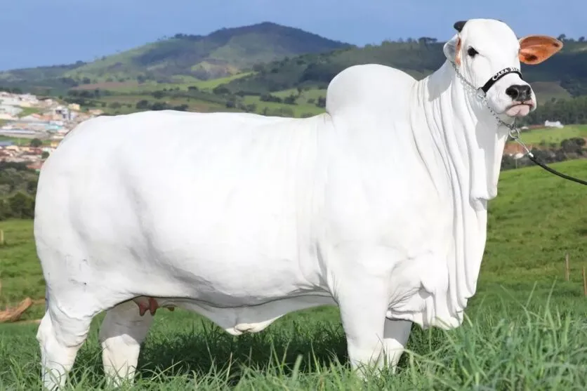Vaca "Viatina-19" tem alto valor por conta da sua genética única