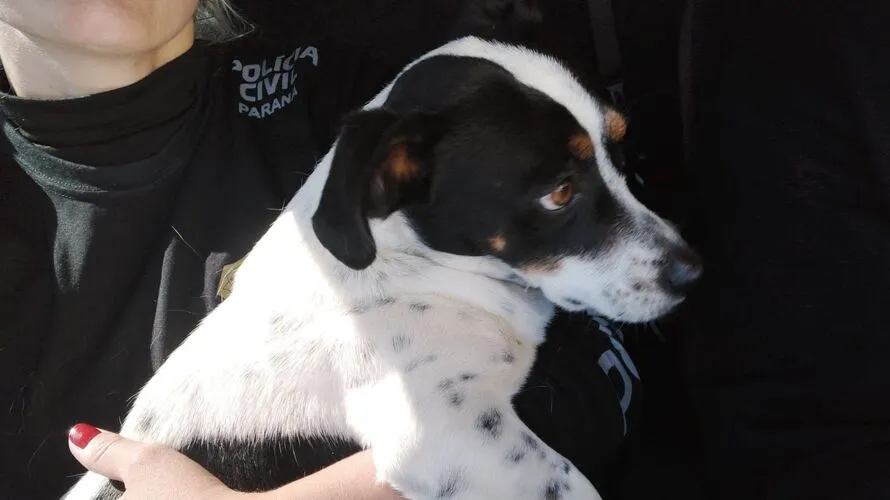 Cão ficou com dificuldades para andar e recebeu cuidados de veterinário