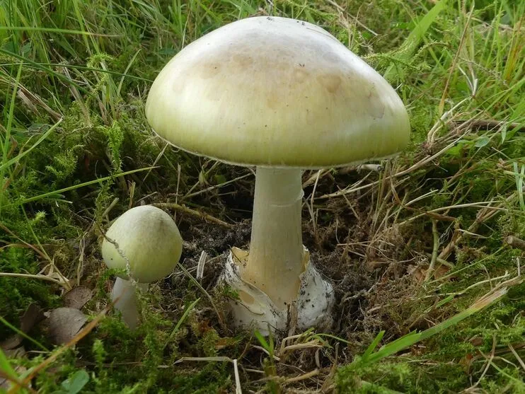 Cogumelo amanita phalloides