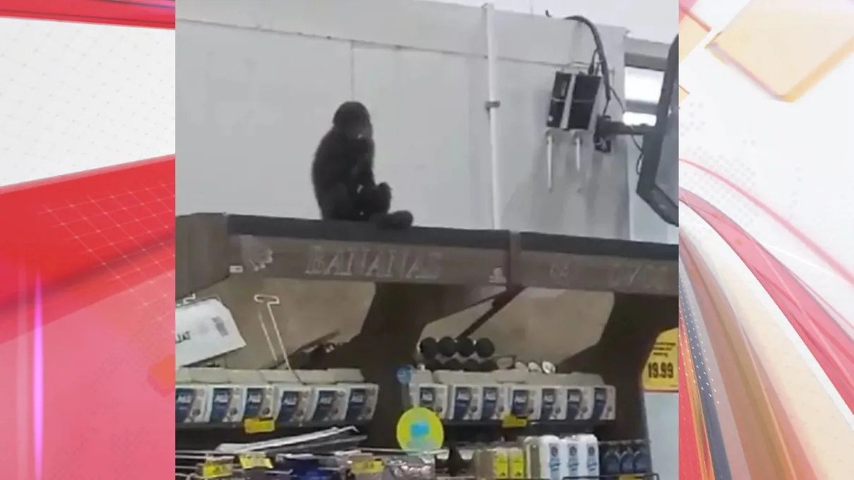 Macaco-prego foi resgatado em segurança