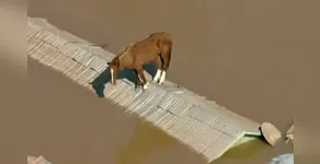  Cavalo está sobre telhado de residência em Canoas 