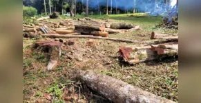  Operação de fiscalização remota aplicou R$ 5,9 milhões em multas por desmatamento ilegal no Paraná 