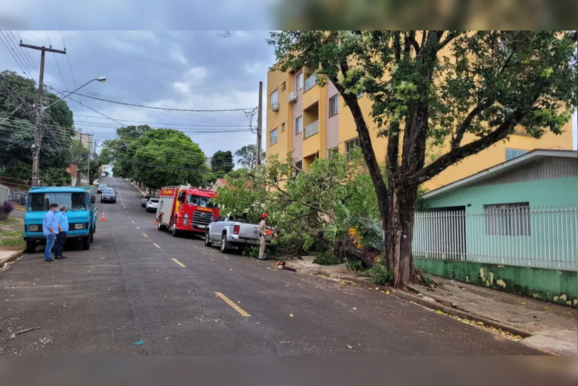 Árvore cai, atinge veículo e rede elétrica em Apucarana