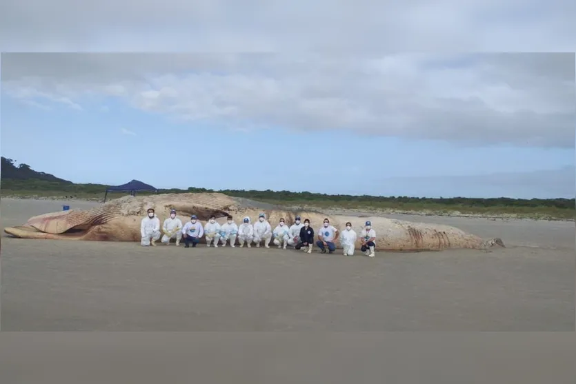 Baleia-fin de quase 20 metros encalha na Ilha do Mel