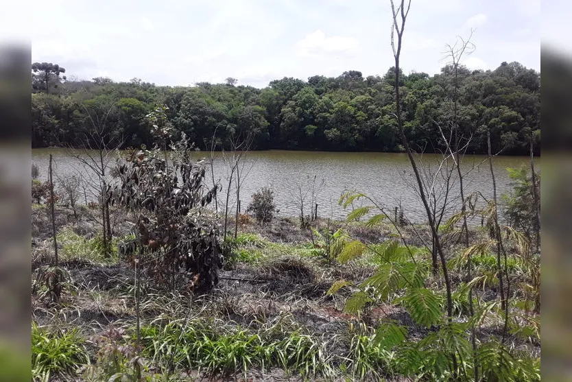 Queimada consome mais de 2.500 árvores do Parque da Raposa