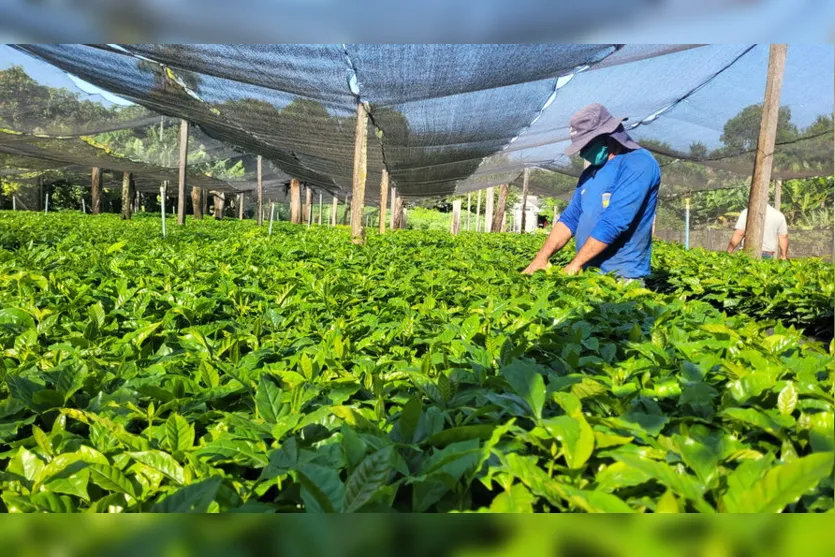 Apucarana repassa 150 mil mudas de café a produtores