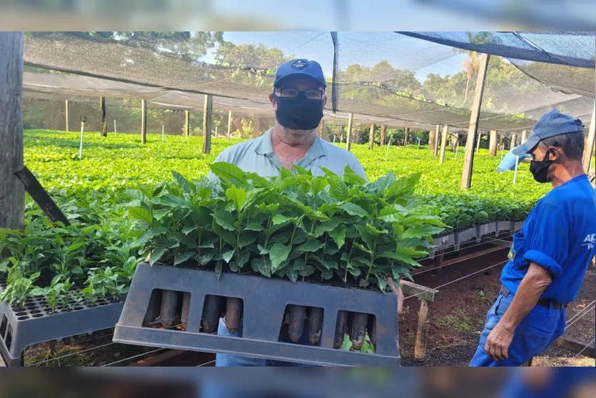 Apucarana repassa 150 mil mudas de café a produtores