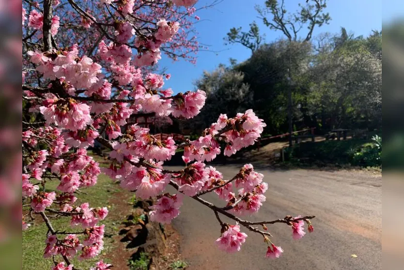 Florada das cerejeiras embeleza Acea de Apucarana; Veja