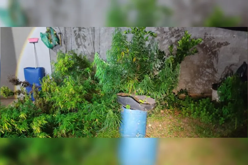 Plantação de maconha é encontrada em quintal de casa em Apucarana