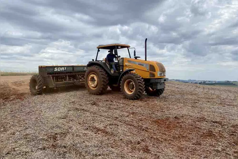  Chuvas recentes amenizam perdas no milho , e trigo terá área reduzida 