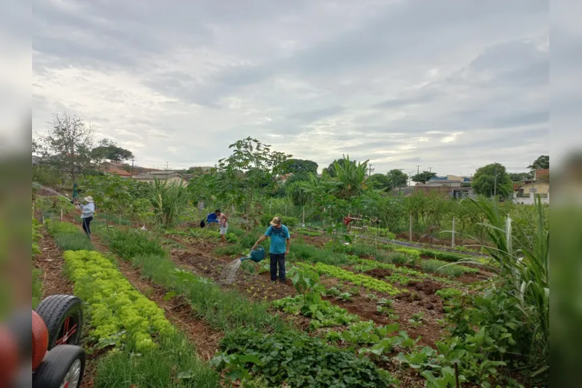 Horta Solidária completa um ano com diversos benefícios para Apucarana